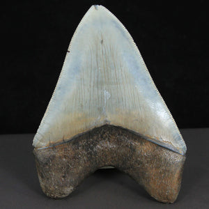 Meg Tooth Fossil