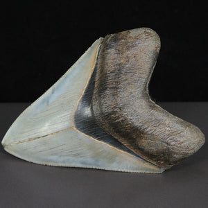Fine Serrated Fossil Megalodon Tooth USA