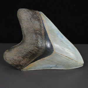 4.4" High Quality Megalodon Tooth