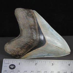 Top Quality Megalodon Tooth