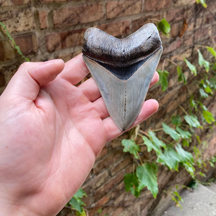 museum Quality megalodon Tooth USA