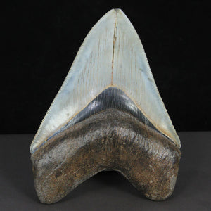 museum Quality megalodon Tooth USA
