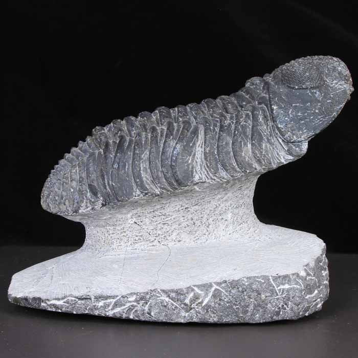 Elevated Carved Out Drotops Megalomanicus Trilobite