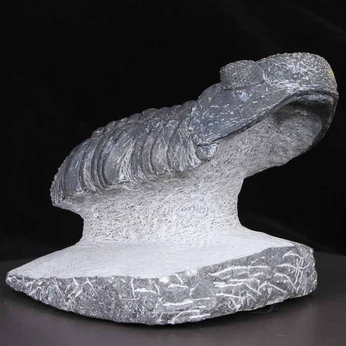 Drotops Megalomanicus Trilobite specimen