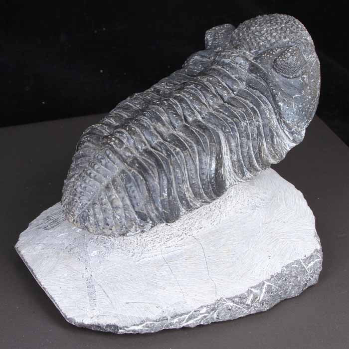 Drotops Megalomanicus Trilobite