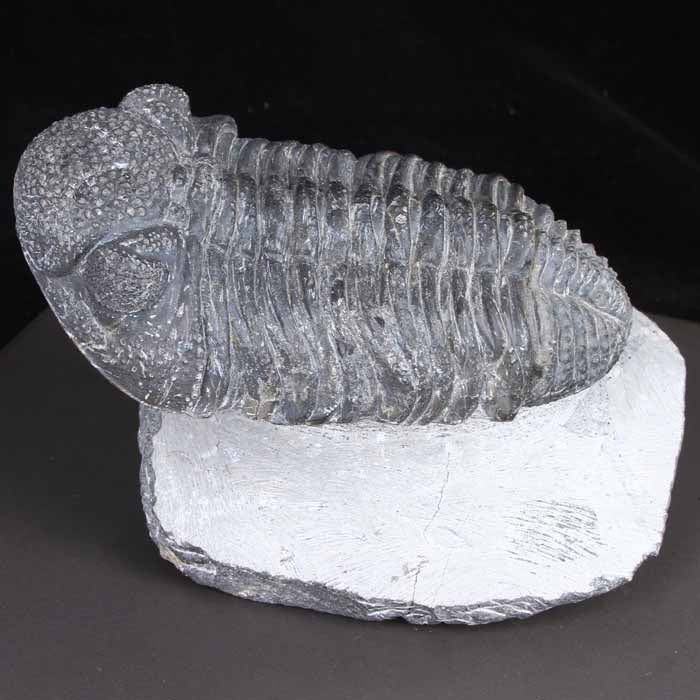 Morocco Trilobite large