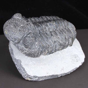 Drotops Megalomanicus Trilobite specimen