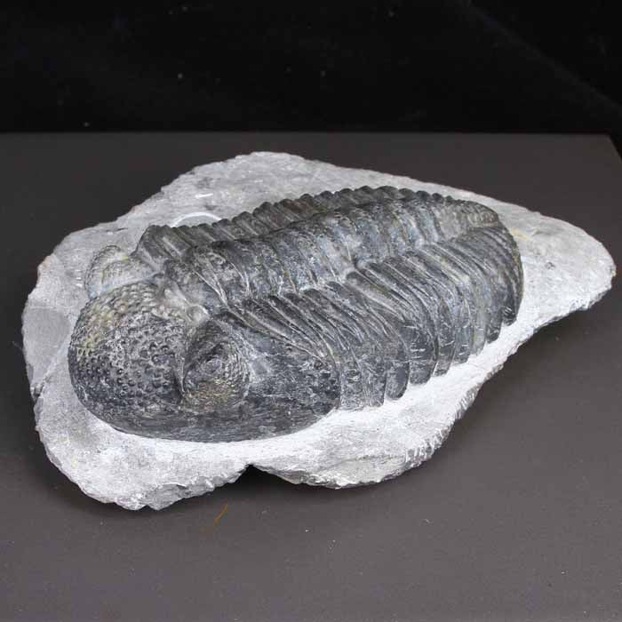 Drotops Megalomanicus Trilobite Morocco