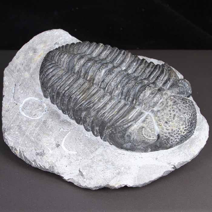 Drotops Megalomanicus Trilobite Specimen
