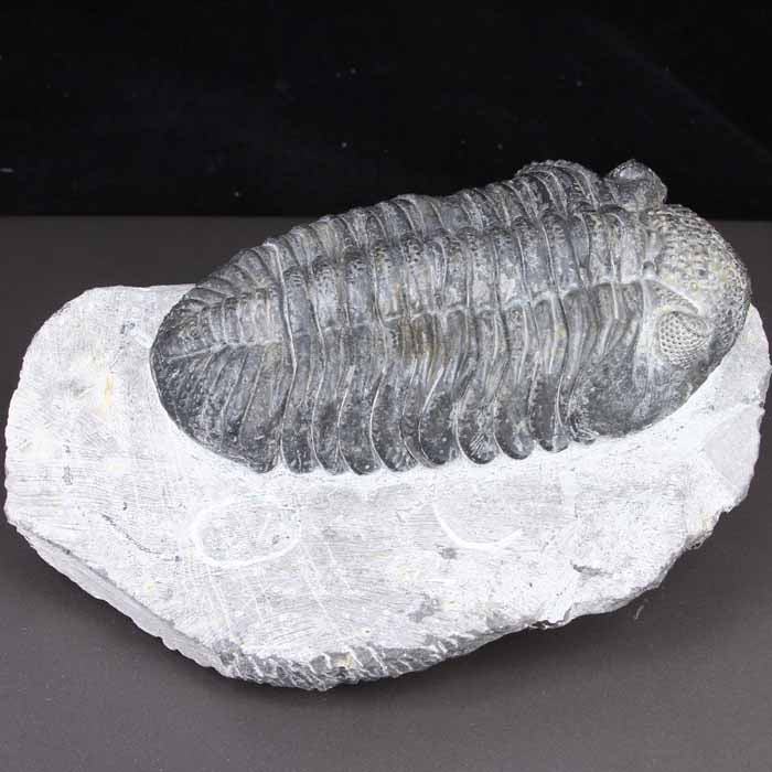 Moroccan Drotops Megalomanicus Trilobite