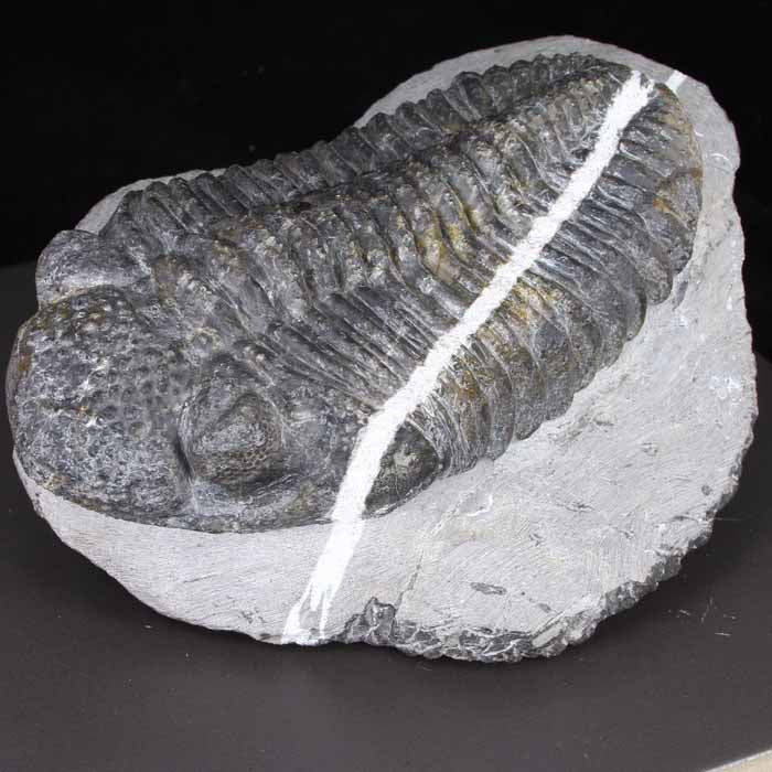 DROTOPS MEGALOMANICUS TRILOBITE with Calcite Stripe