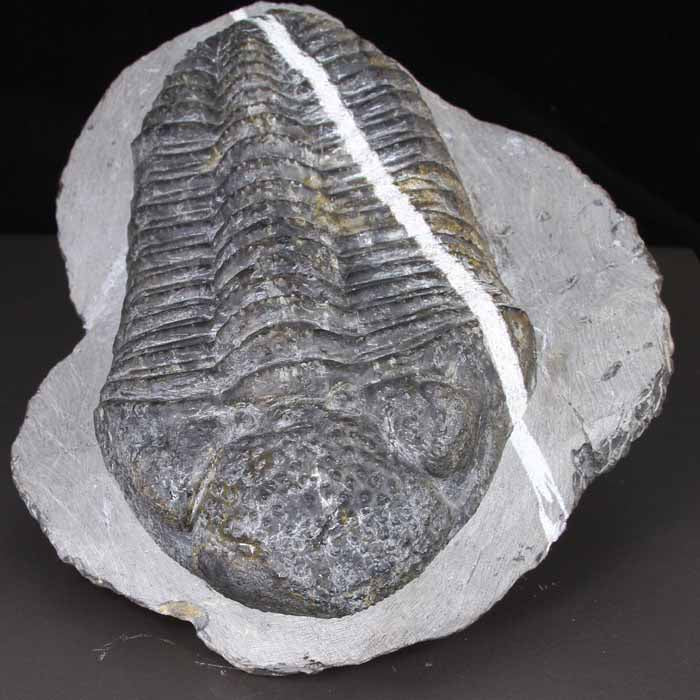 DROTOPS MEGALOMANICUS TRILOBITE with Calcite Stripe