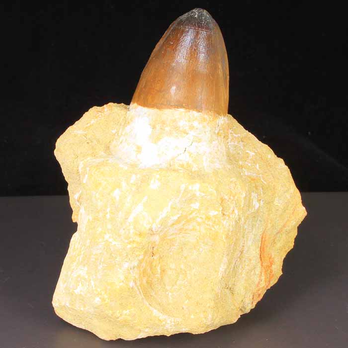 Prognathodon Mosasoarus Tooth Fossil for sale