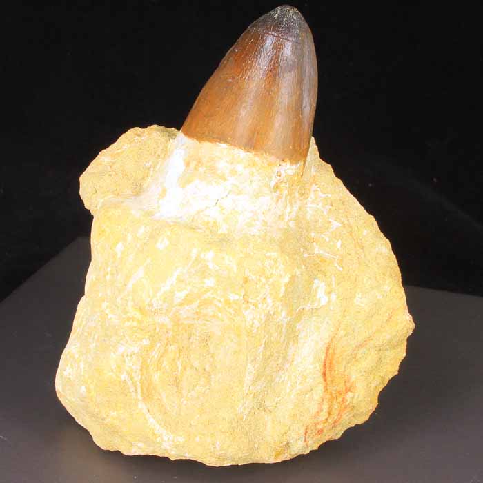 Prognathodon Tooth for sale