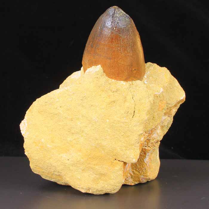 Mosasaurus Tooth Fossil Display Specimen