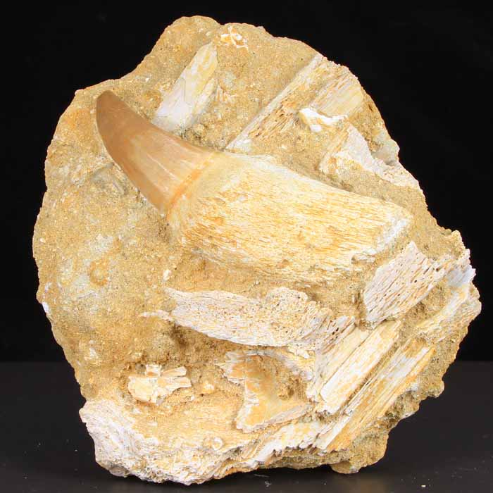 moroccan mosasaur tooth