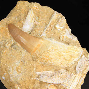 mosasaur tooth morocco
