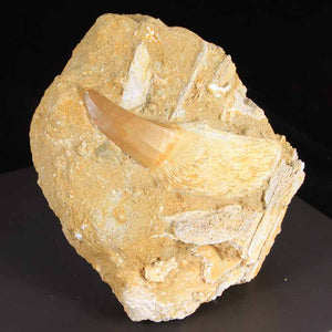 Fossil Mosasaurus Tooth Specimen