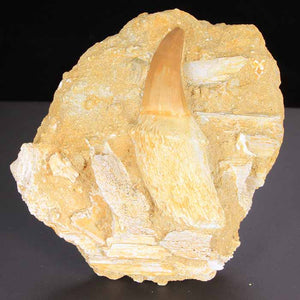 fossil mosasaurus tooth specimen for sale