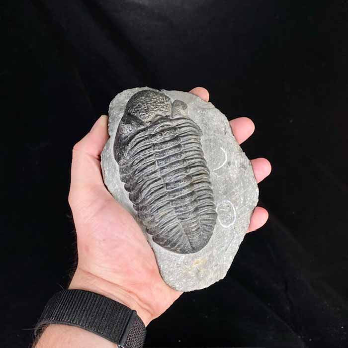 Drotops Megalomanicus Trilobite Specimen