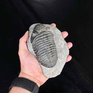 Drotops Megalomanicus Trilobite for sale