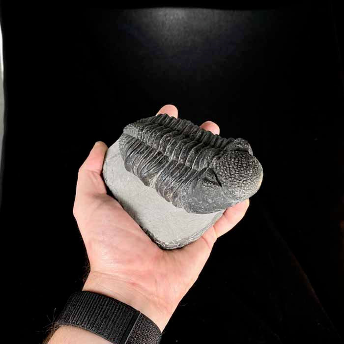 Drotops Megalomanicus Trilobite Morocco