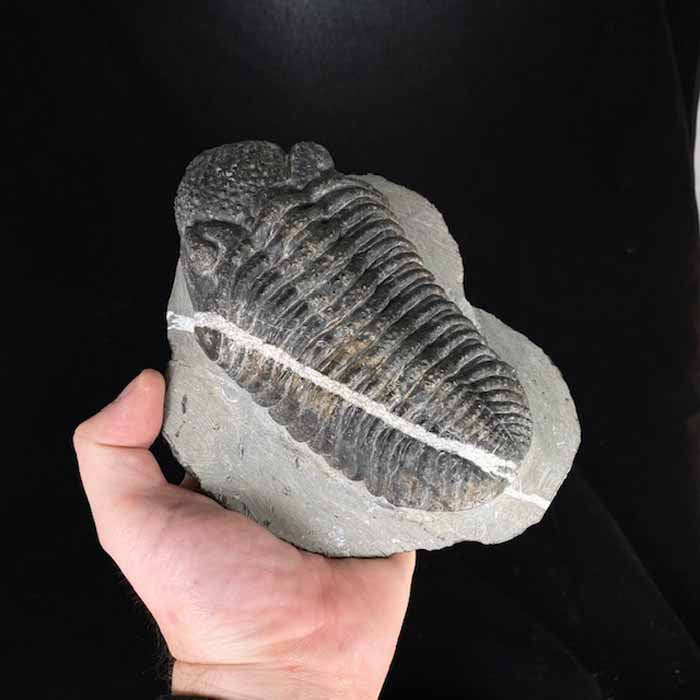 DROTOPS MEGALOMANICUS TRILOBITE with Calcite Stripe