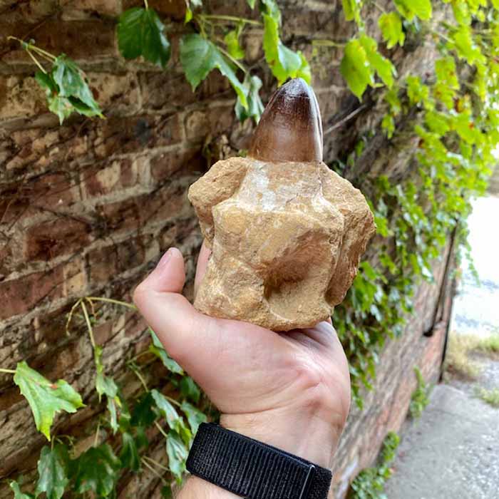 Prognathodon Mosasoarus Tooth Fossil for sale