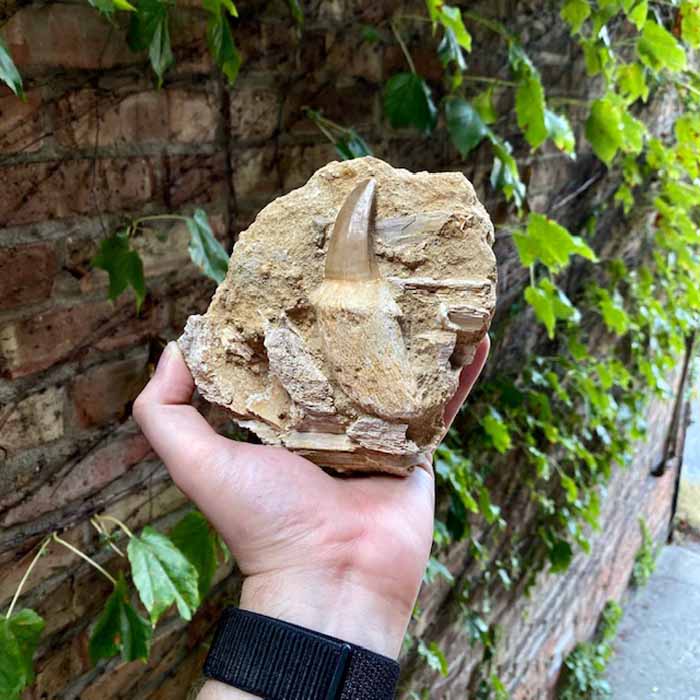 fossil mosasaurus tooth specimen for sale