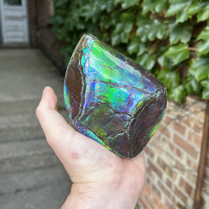 Ammolite Fossil Specimen