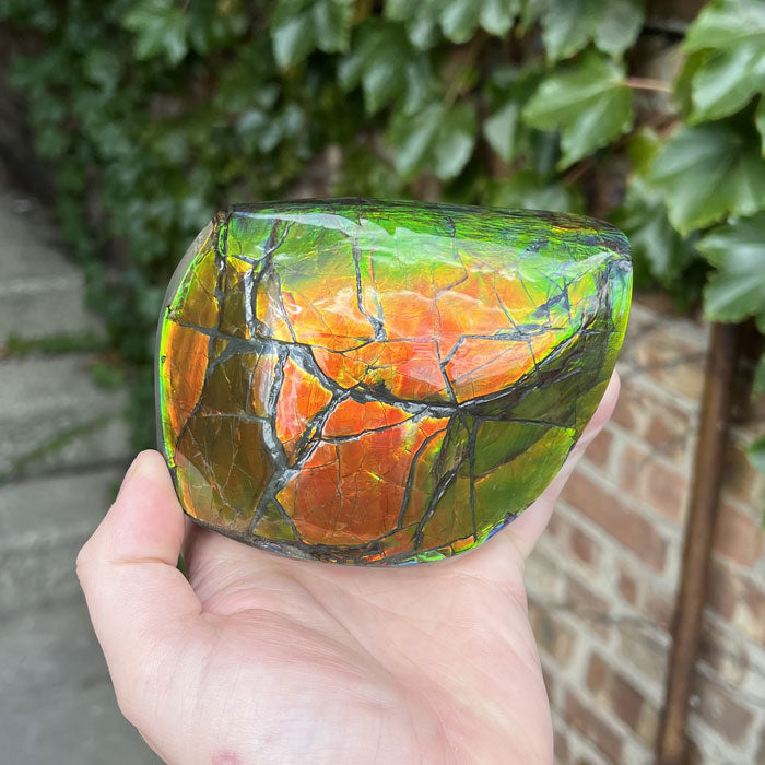 Double Sided Ammolite Specimen Fossil Canada