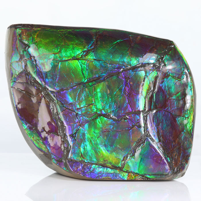 Alberta Canada Ammolite Fossil Specimen Blue Green