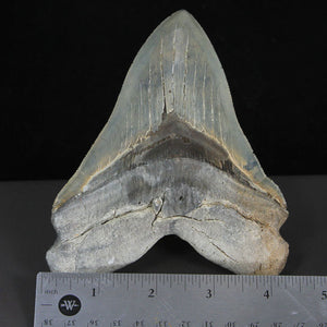 Fossil Meg Shark Tooth