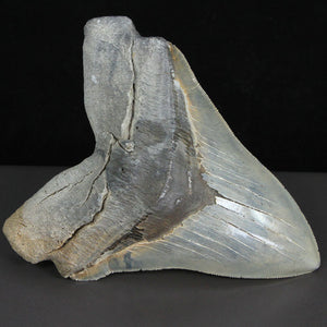 Megalodon Tooth Fossil USA North Carolina for sale