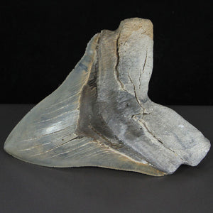 The Meg Megalodon Fossil Shark tooth