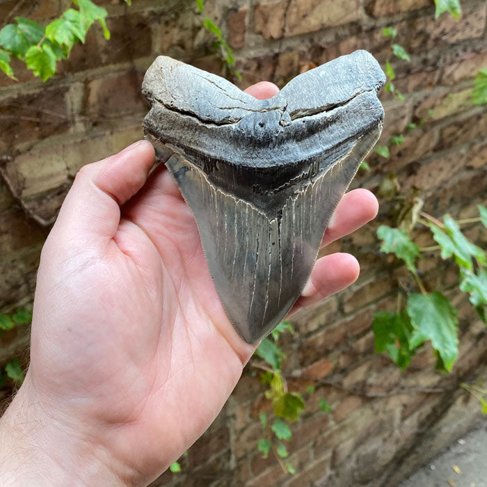 5.5" Fossil Megalodon Tooth for sale