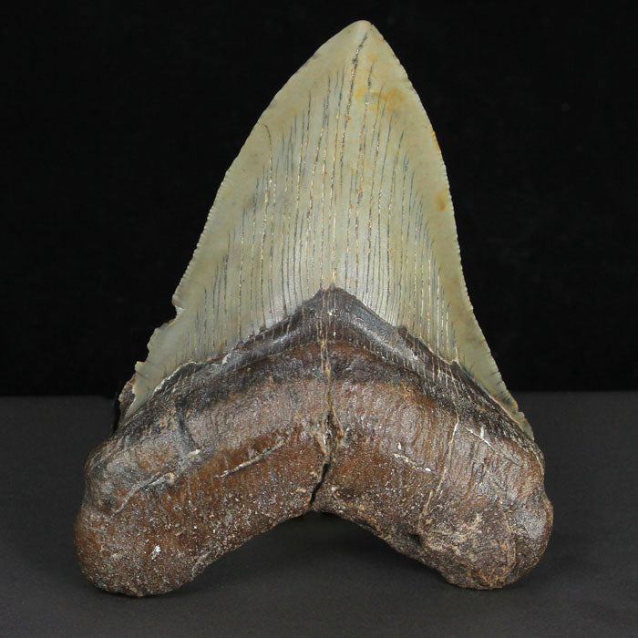 Beaufort Megalodon Tooth Fossil