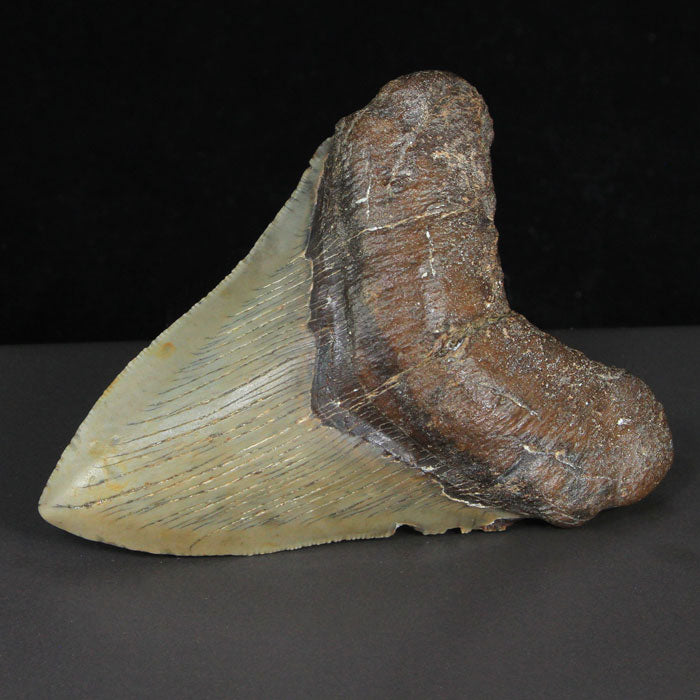 Real Megalodon Shark Tooth Fossil