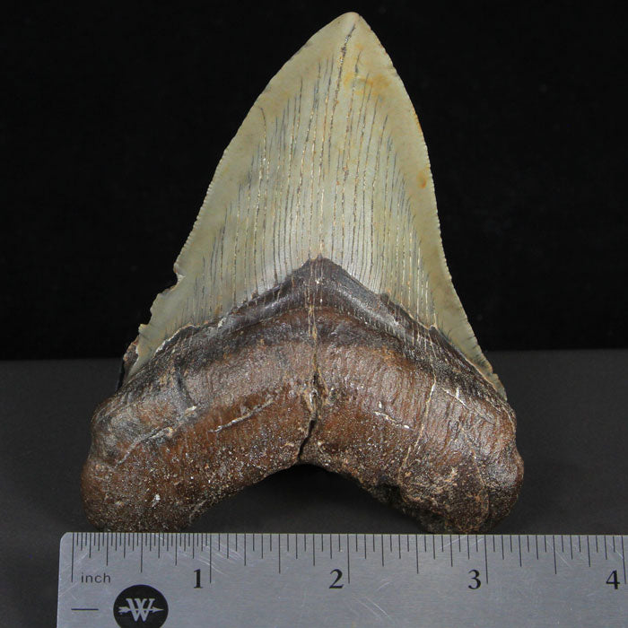 Megalodon Tooth Fossil