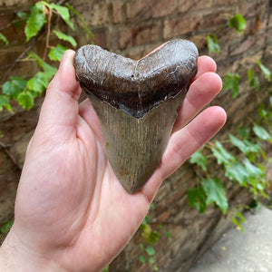 Fossil Megalodon Tooth 