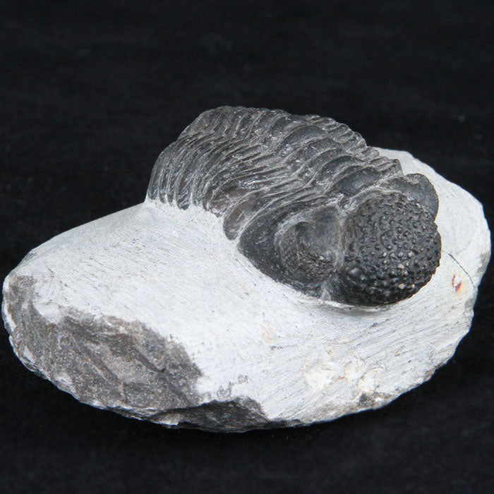 Trilobite