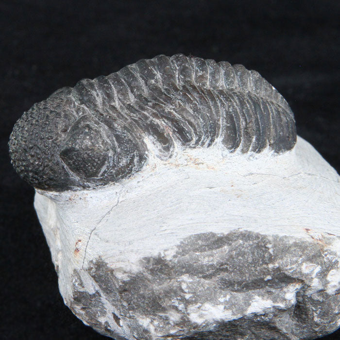 Trilobite Fossil  from Morocco