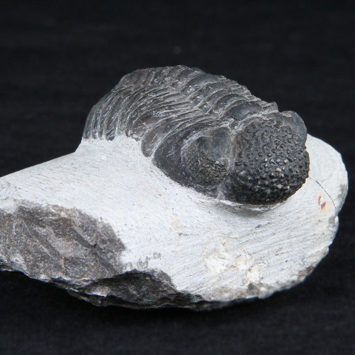 Trilobite Fossil  from Morocco