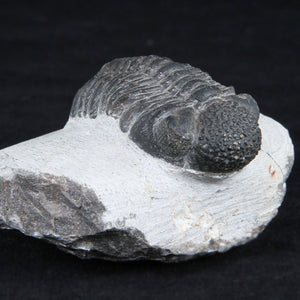 Trilobite Fossil  from Morocco