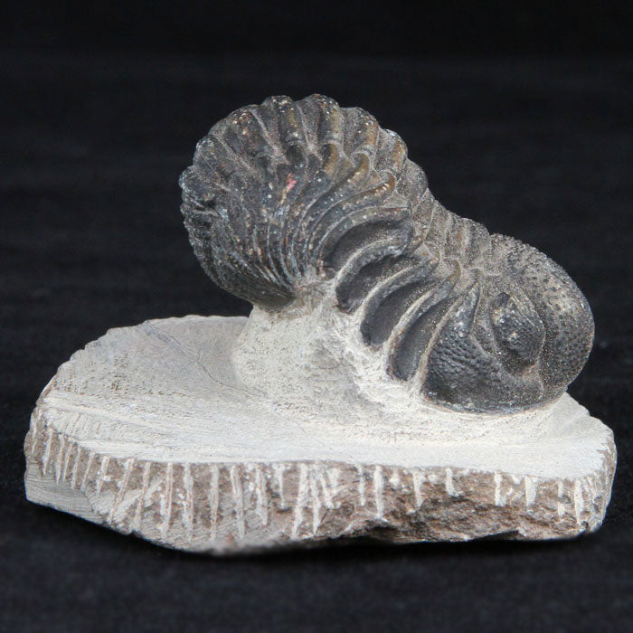 Morocco Trilbite Fossil Specimen
