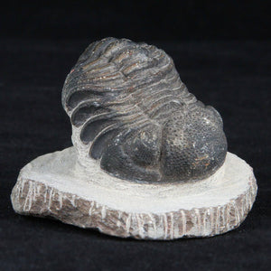 Morocco Trilbite Fossil