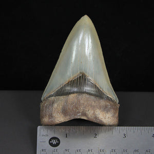 Fossil Megalodon Tooth with serration