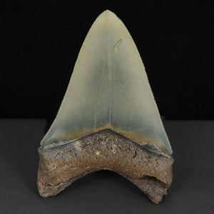 Fine serrated natural fossil Megalodon Tooth