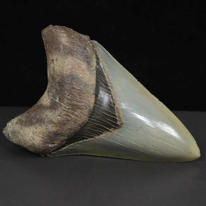 Serrated Sharp Real Megalodon Fossil Shark Tooth