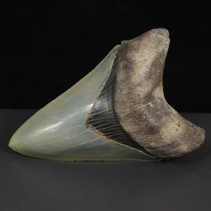 Megalodon Fossil Shark Tooth